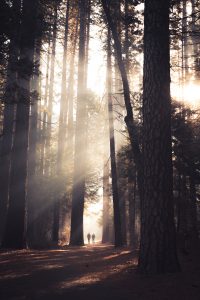 to people in a forest with sun streaming through the trees