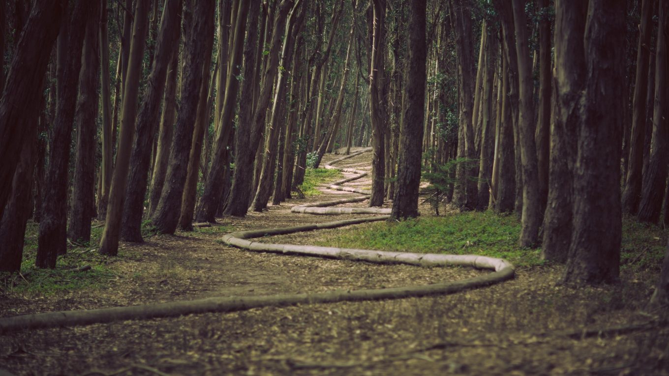 path zig-zags through trees