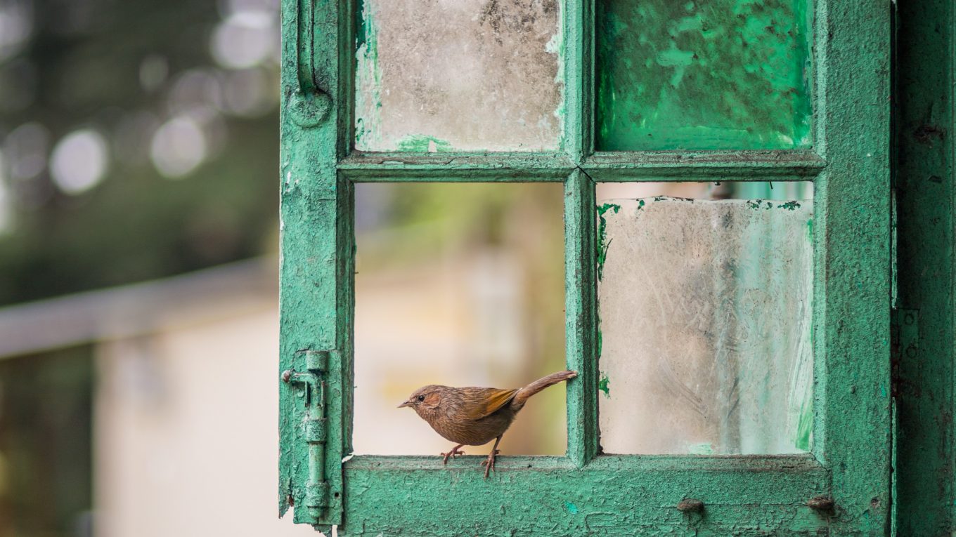 window, bird, frame, glass