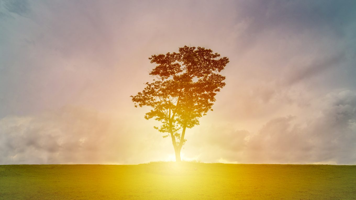 image of sun rising over a hill with lone tree in middle of image