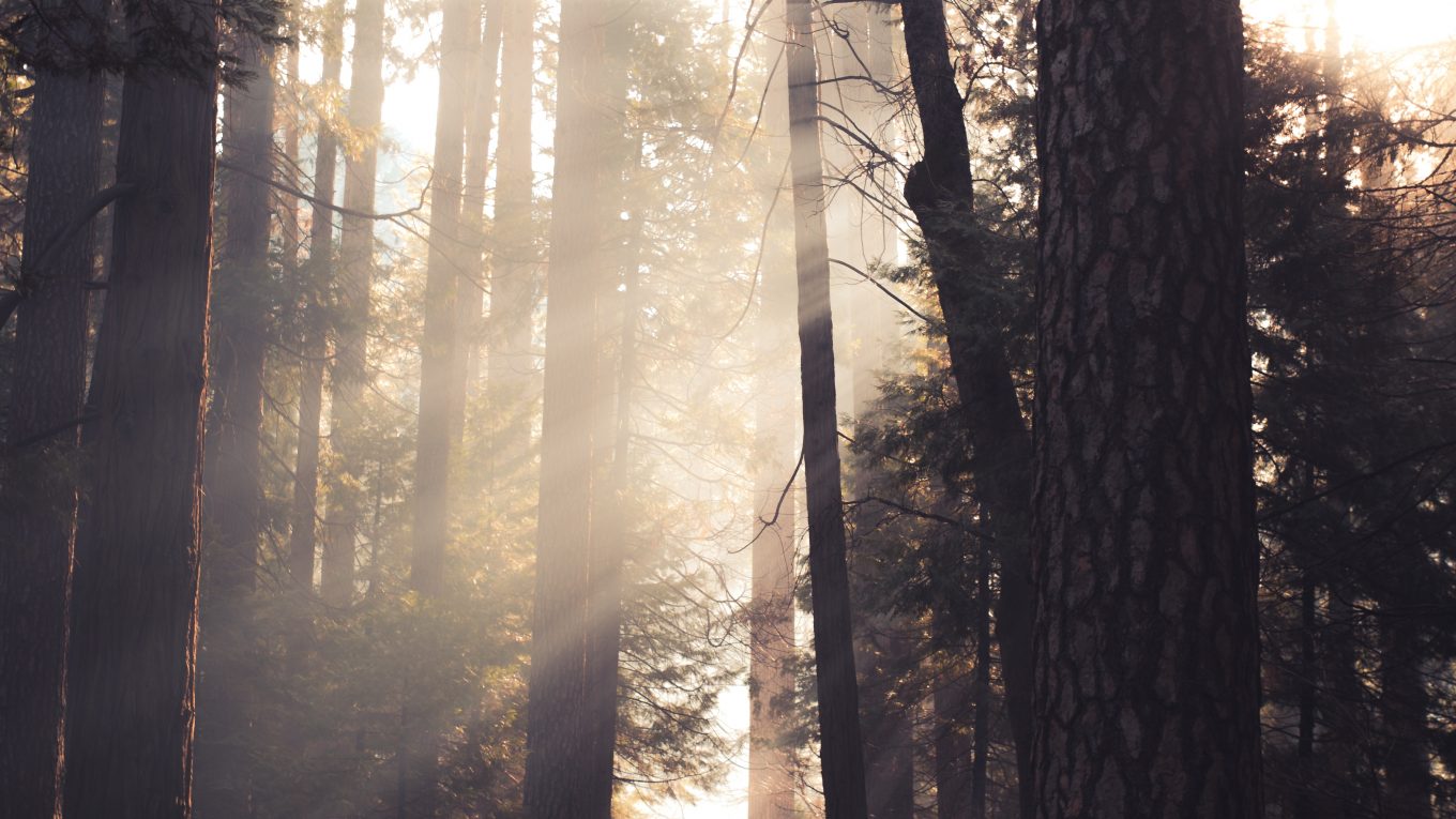 to people in a forest with sun streaming through the trees